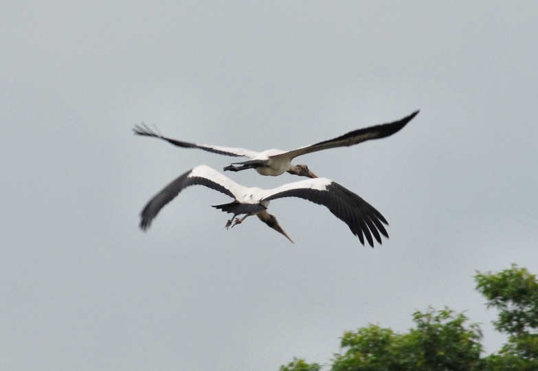 awoodstorks118.jpg