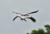 awoodstorks118_small.jpg