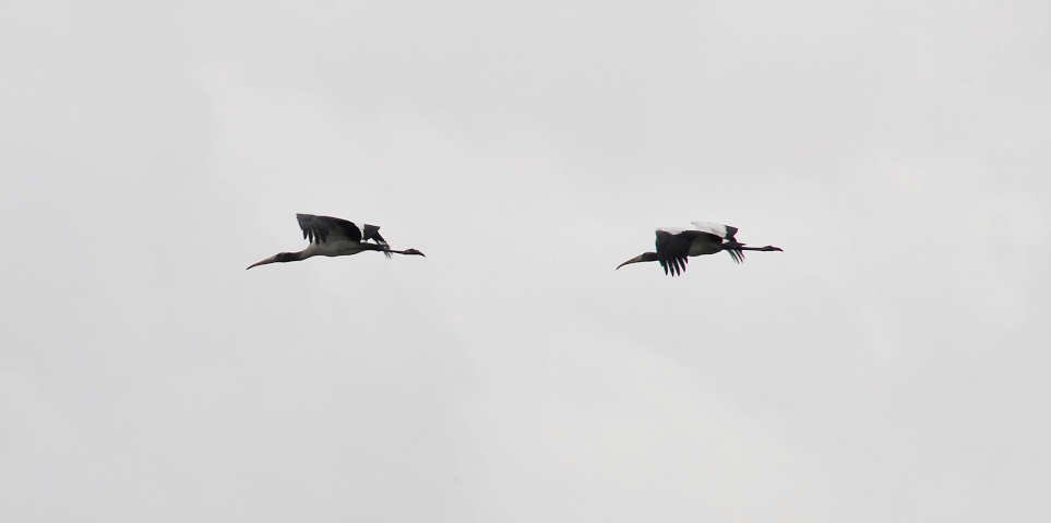 awoodstorks119.jpg