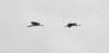 awoodstorks119_small.jpg