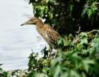 agrheron13_small.jpg
