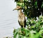 agrheron9_small.jpg