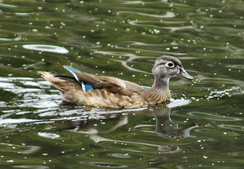 aduck13.jpg