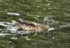 aduck13_small.jpg