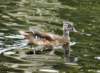 aduck14_small.jpg