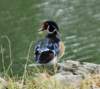 aduck21_small.jpg