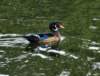 aduck22_small.jpg