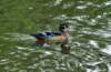 aduck23_small.jpg