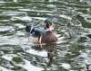 aduck24_small.jpg