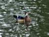 aduck25_small.jpg