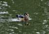 aduck26_small.jpg