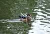 aduck27_small.jpg