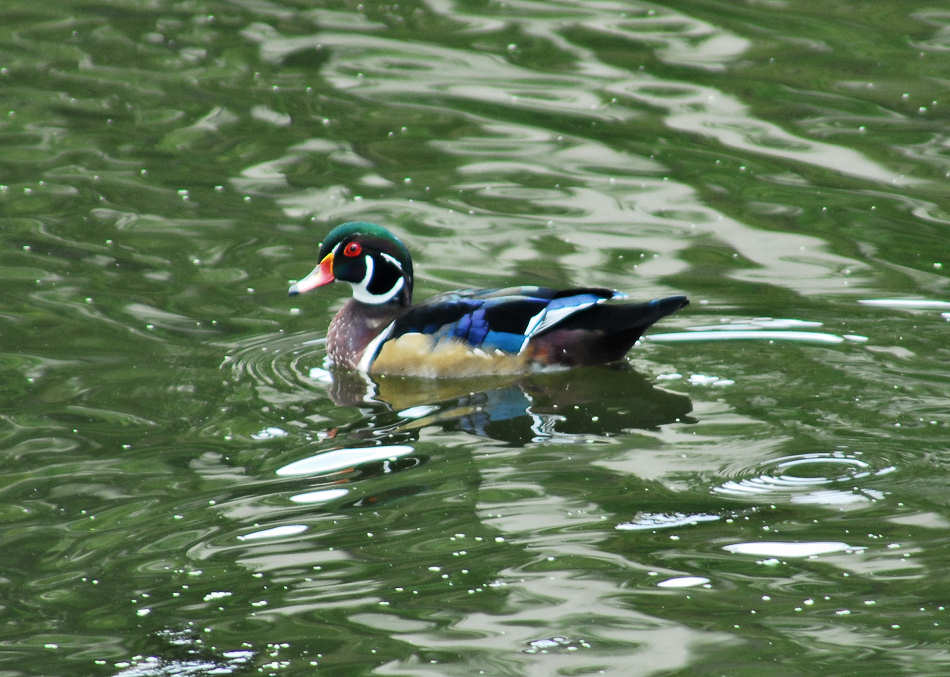 aduck29.jpg
