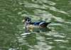 aduck29_small.jpg
