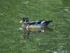 aduck30_small.jpg