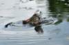 aduck51_small.jpg