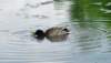 aduck59_small.jpg