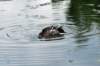 aduck60_small.jpg