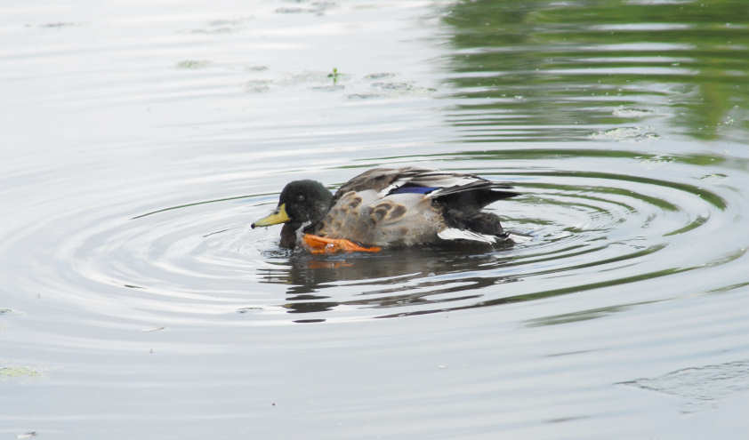 aduck61.jpg