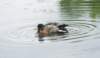 aduck61_small.jpg