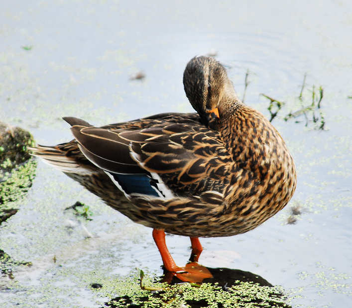aduck63.jpg