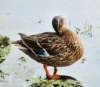 aduck63_small.jpg
