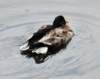 aduck67_small.jpg