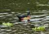 aduck6_small.jpg