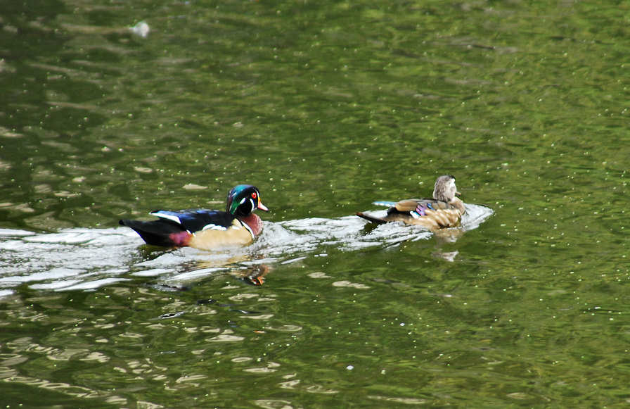 aduck9.jpg