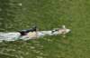 aduck9_small.jpg