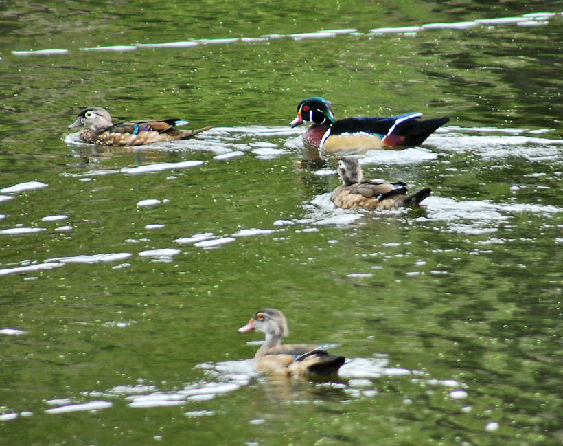 aducks10.jpg