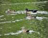 aducks10_small.jpg