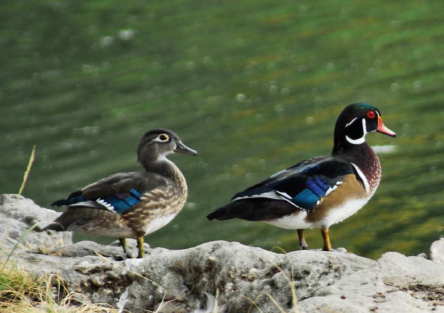aducks20.jpg