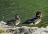 aducks20_small.jpg