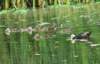 aducks65_small.jpg