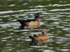 aducks7_small.jpg