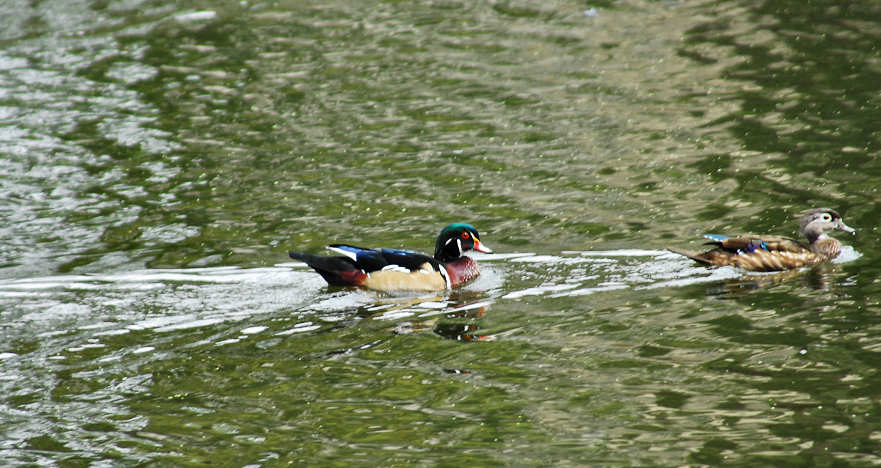 aducks8.jpg