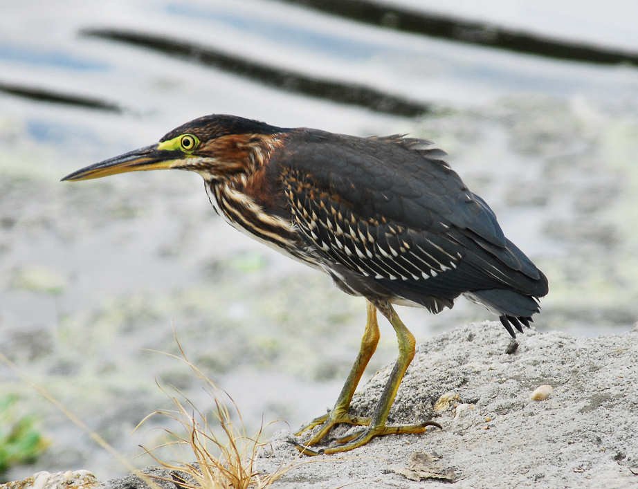 agrheron182m.jpg
