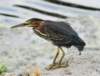 agrheron182m_small.jpg