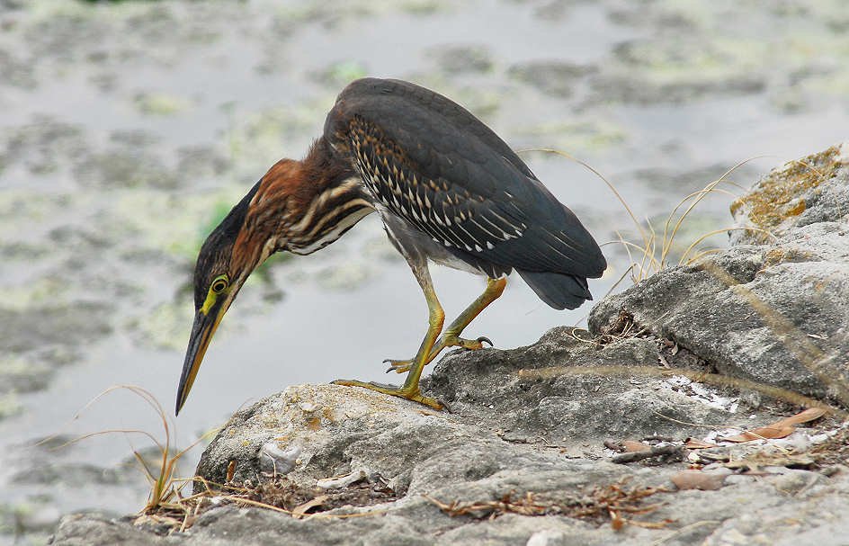 agrheron209m.jpg