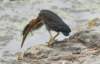 agrheron209m_small.jpg