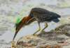 agrheron210m_small.jpg