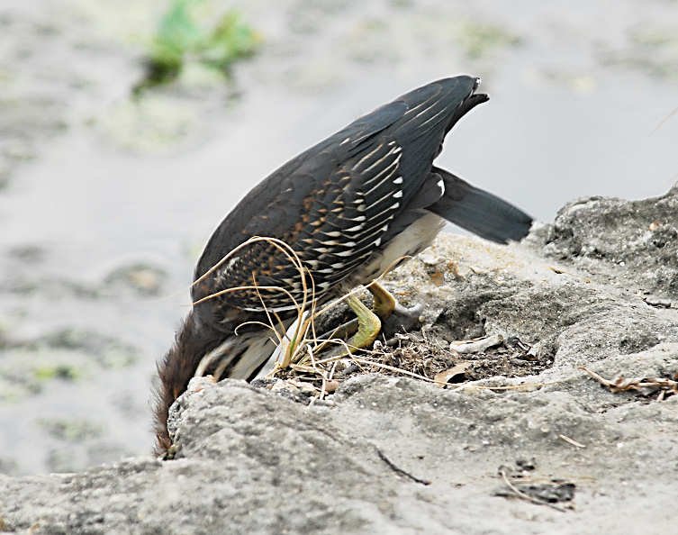 agrheron216m.jpg