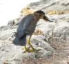 agrheron218m_small.jpg