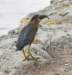agrheron219m_small.jpg