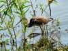 atriheron112_small.jpg