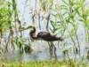 atriheron113_small.jpg