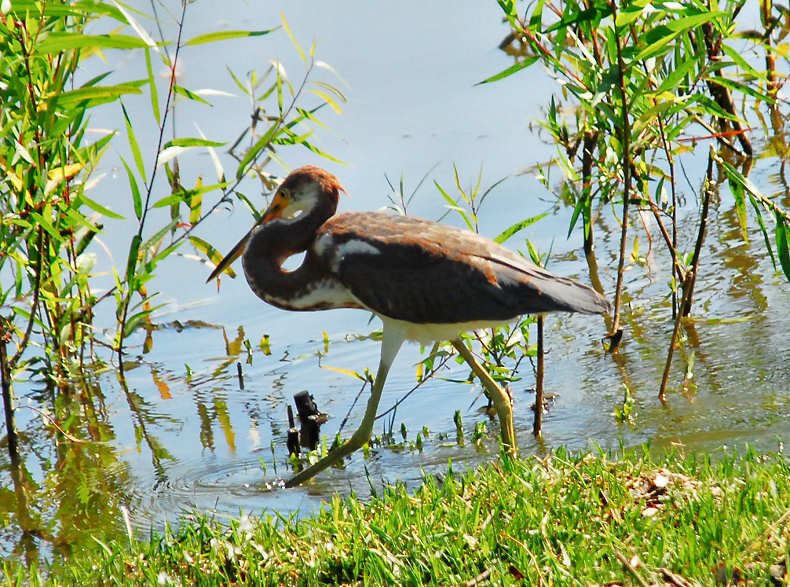atriheron114.jpg