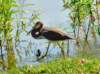 atriheron114_small.jpg