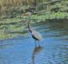 atriheron26_small.jpg
